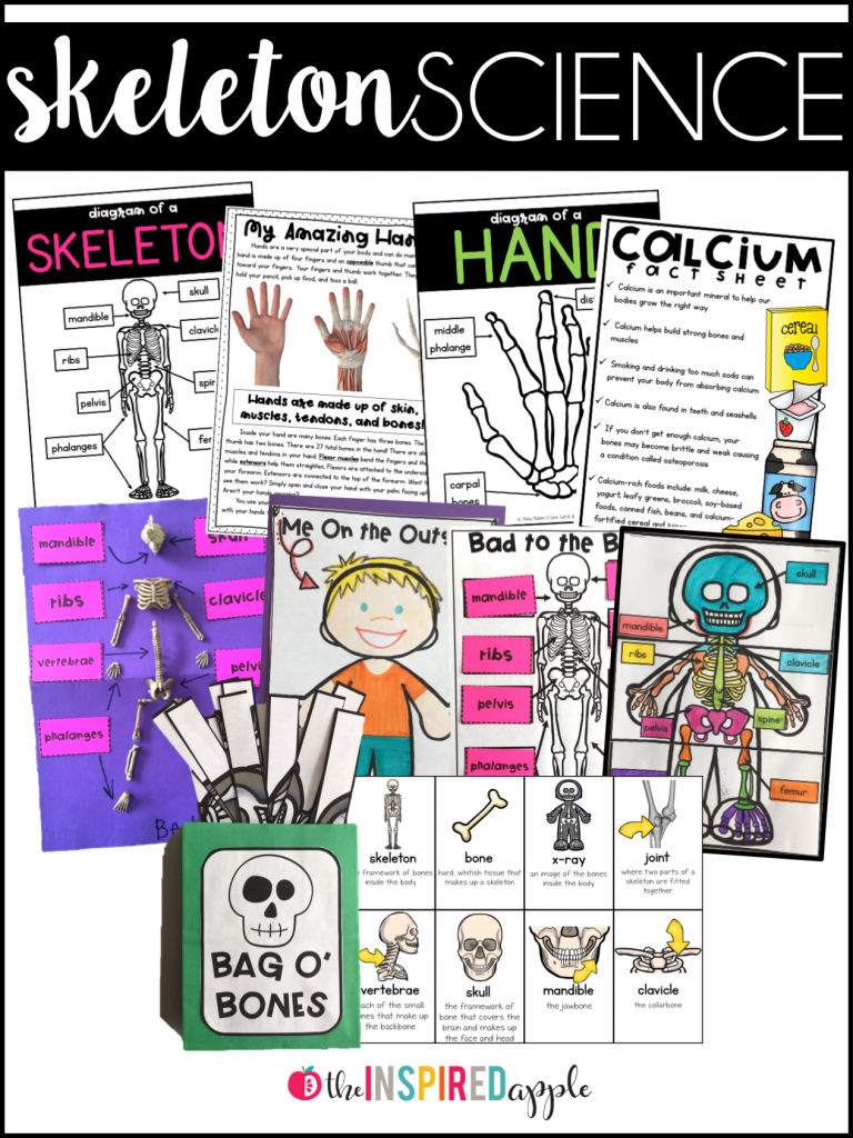 Teaching the skeletal system has never been more fun! Your kids will love learning all about bones using these fun and engaging activities and books, perfect for students in kindergarten, first grade, and second grade. The human body can be so interesting, and there are plenty of ideas for using this theme in science, math, art, and reading! It's great for fall and Halloween, too!