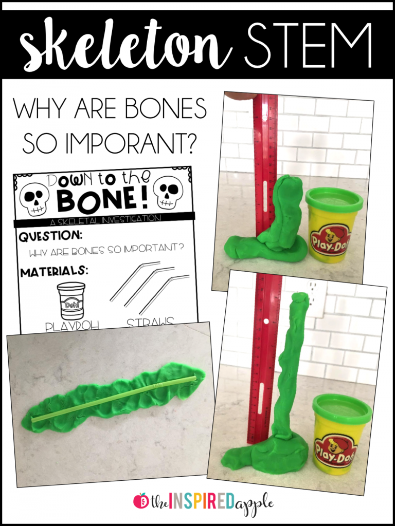 What's in a Bone? - 2nd Grade Blog