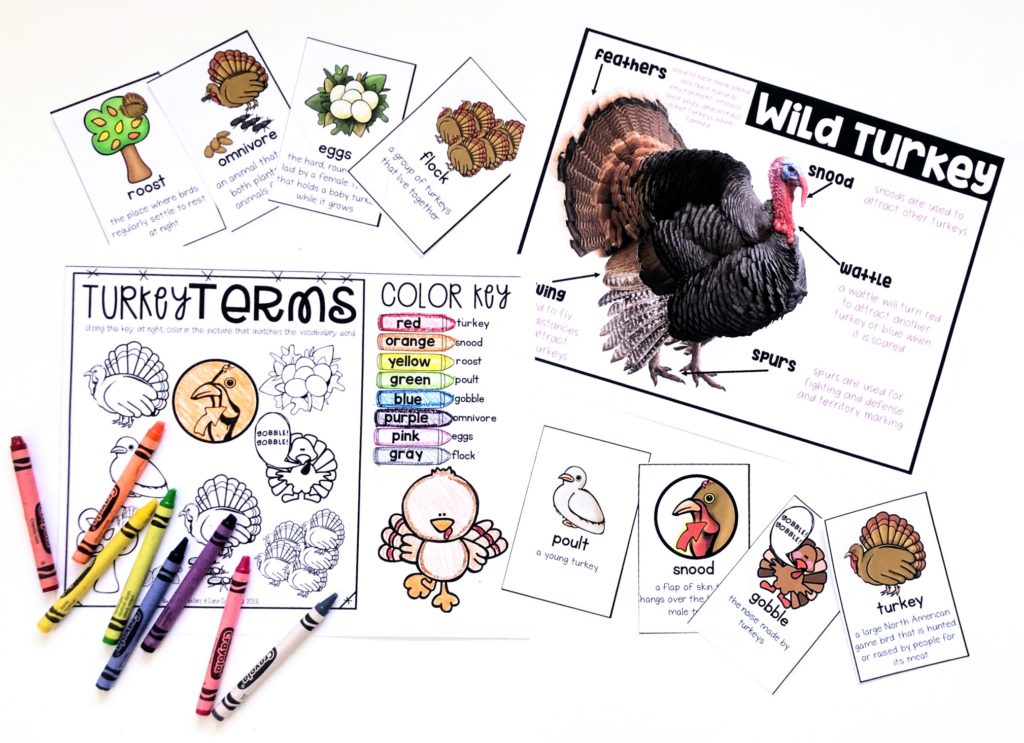 Are you teaching turkeys? Then, you must have this turkey activity for your classroom. It's perfect to use the weeks leading up to the Thanksgiving holiday and pairs great with a number of turkey-themed books. Included you will find a free printable for turkey vocabulary, a turkey labeling post and a turkey vocabulary worksheet. Download a copy for your kindergarten, first grade, or second grade classroom today!